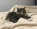 Кошки в Москве: Соня. Кошка, которую предали дважды Девочка, Бесплатно - фото 4