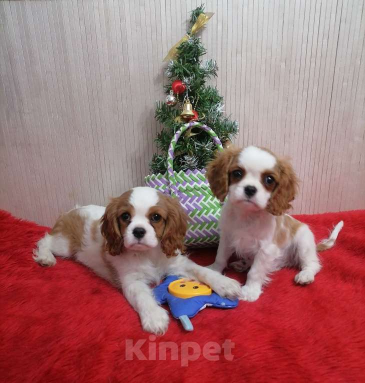 Собаки в Москве: Кавалер Кинг Чарльз спаниель Мини 2,5 мес.  Мальчик, 90 000 руб. - фото 4