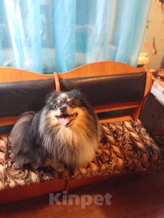 Собаки в Иваново: Потерялся Мальчик, Бесплатно - фото 1