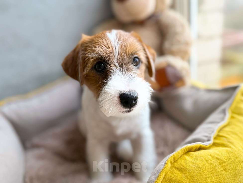 Собаки в Санкт-Петербурге: Девочка Джек Рассел терьера  Девочка, 80 000 руб. - фото 1