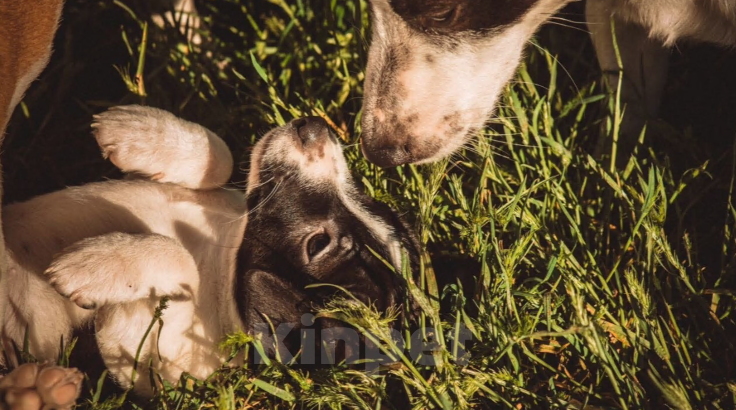 Собаки в Симферополе: Вязка с бело-черным Джек Расселом  Мальчик, Бесплатно - фото 4