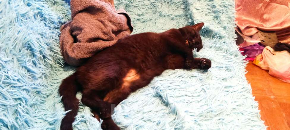 Кошки в Санкт-Петербурге: Потерялась кошка!! Девочка, 2 000 руб. - фото 8