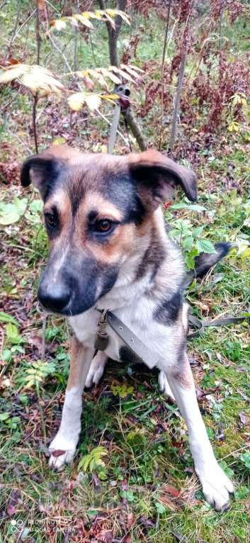 Собаки в Москве: Молодой пес Форест ищет семью. Мальчик, Бесплатно - фото 2