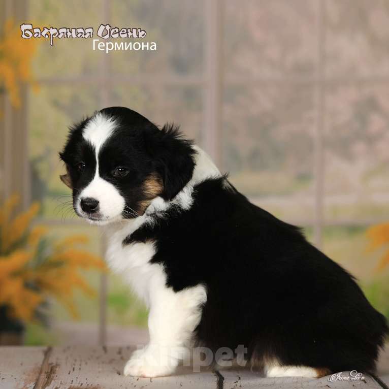 Собаки в других городах Московской области: Продается девочка миниаусси Девочка, 80 000 руб. - фото 1