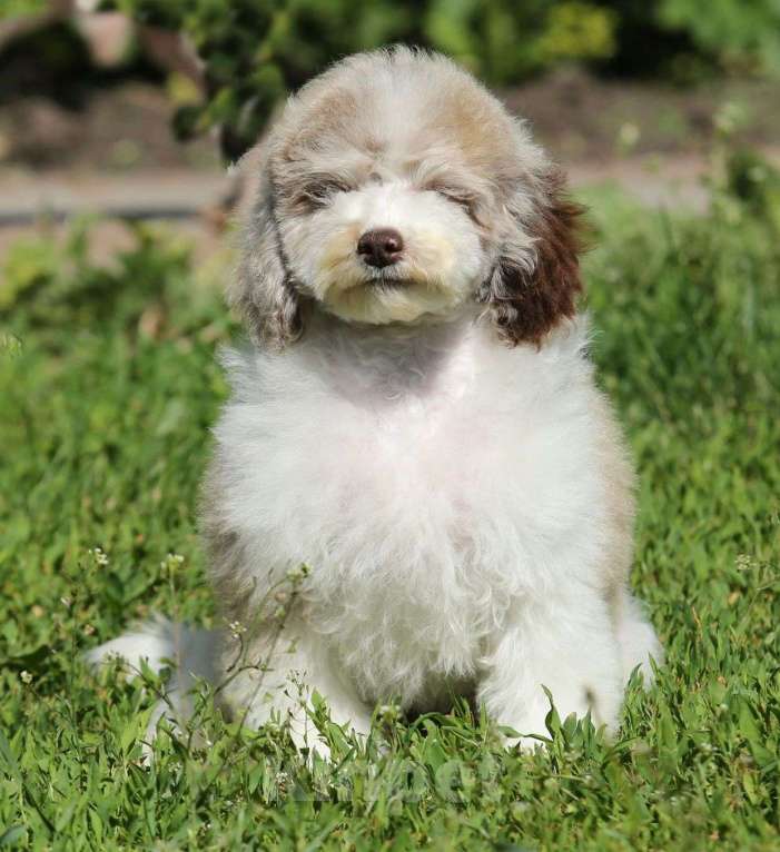 Собаки в Воронеже: Пудель редкого окраса Мальчик, Бесплатно - фото 2