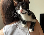 Кошки в Москве: Котенок в добрые руки Мальчик, Бесплатно - фото 2