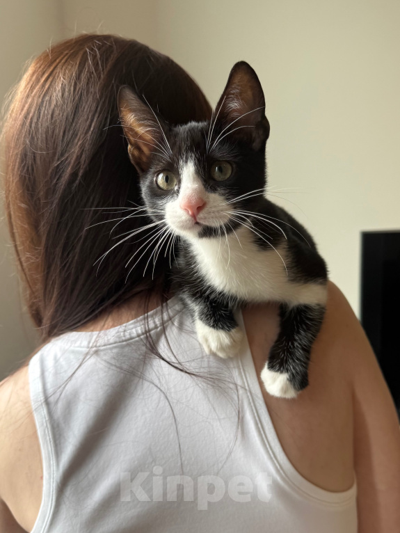 Кошки в Москве: Котенок в добрые руки Мальчик, Бесплатно - фото 2