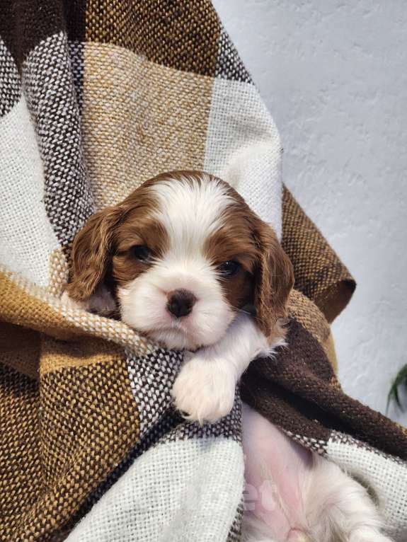 Собаки в Анапе: Желтая лента  Девочка, 110 000 руб. - фото 4