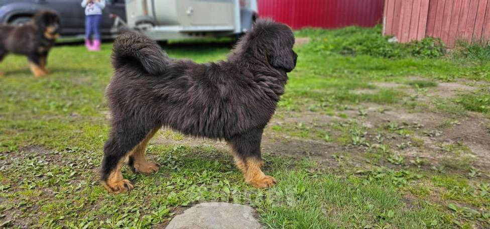 Собаки в Владимире: Щенки тибетского мастифа Девочка, 40 000 руб. - фото 2