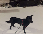 Собаки в Санкт-Петербурге: В добрые руки собака Мальчик, 5 руб. - фото 3