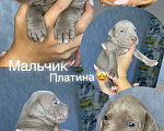 Собаки в Санкт-Петербурге: Прайтер Мальчик, 100 000 руб. - фото 6