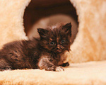Кошки в Рязани: Сибирские котята, 15 000 руб. - фото 3