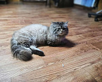 Кошки в Мур: Невские маскарадные котята, 9 000 руб. - фото 4