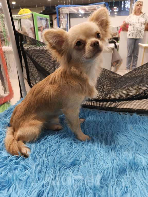 Собаки в других городах Московской области: Продам Чихуахуа 1 год Кобель Мальчик, 45 000 руб. - фото 6