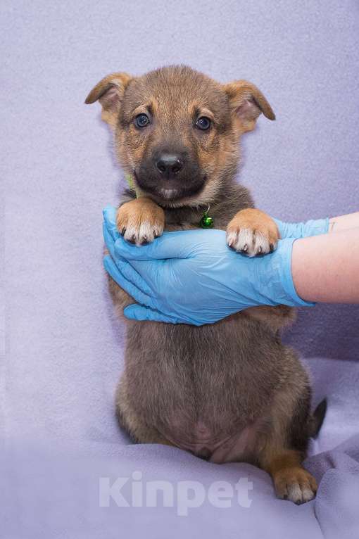 Собаки в Москве: Умный и очень послушный щенок Мальчик, Бесплатно - фото 1