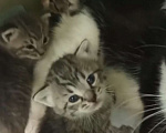 Кошки в Москве: Котята ищут дом Разнополые, Бесплатно - фото 2