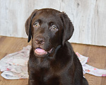 Собаки в Санкт-Петербурге: Великолепный шоколадный щенок лабрадора Мальчик, 120 000 руб. - фото 3