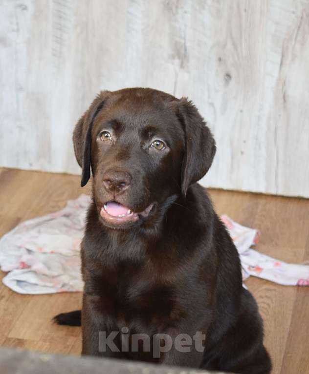 Собаки в Санкт-Петербурге: Великолепный шоколадный щенок лабрадора Мальчик, 120 000 руб. - фото 3