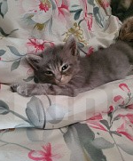 Кошки в Краснодаре: Отдам даром котят Разнополые, Бесплатно - фото 3