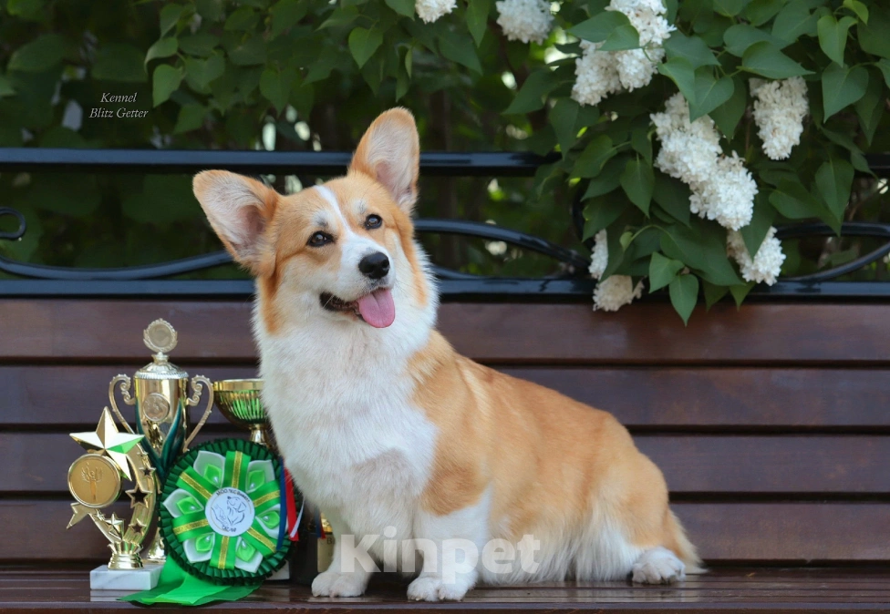 Собаки в Волгодонске: Великолепная девочка Вельш Корги Девочка, Бесплатно - фото 4
