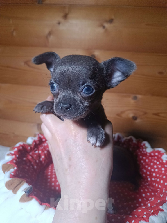 Собаки в Москве: Голубая девочка чихуа Девочка, 50 000 руб. - фото 4