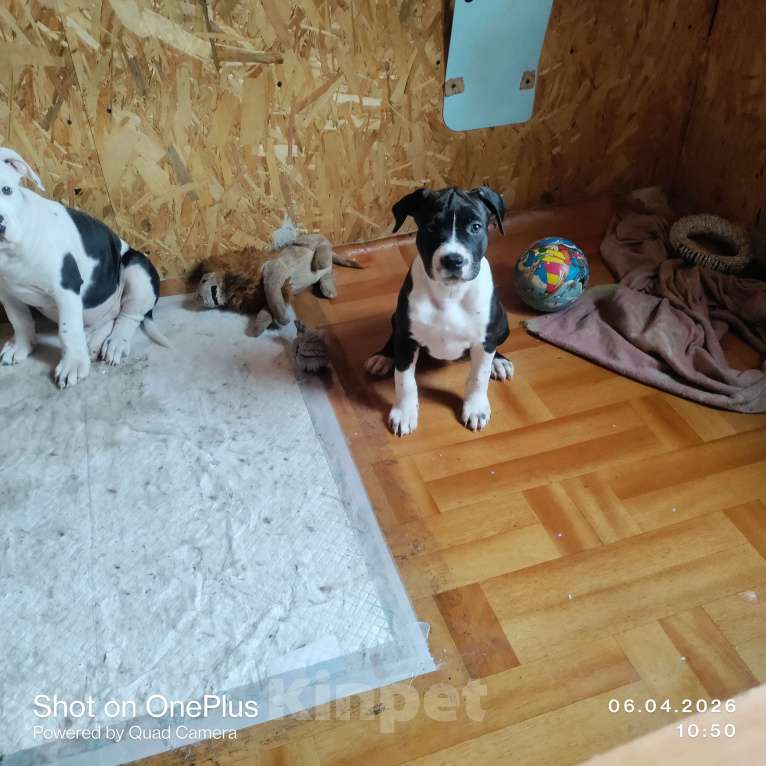 Собаки в Магнитогорске: Американский стаффордширский терьер.  Щенок Девочка, 13 000 руб. - фото 5