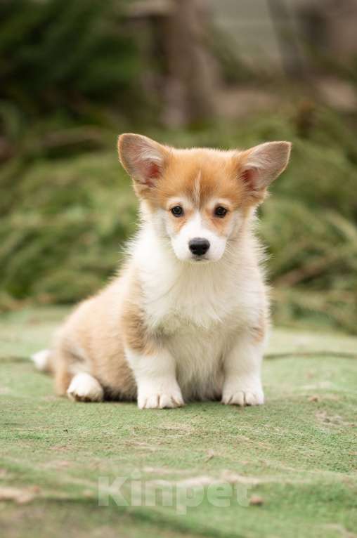 Собаки в Пушкино: Щенки вельш корги Пемброк Девочка, 60 000 руб. - фото 3