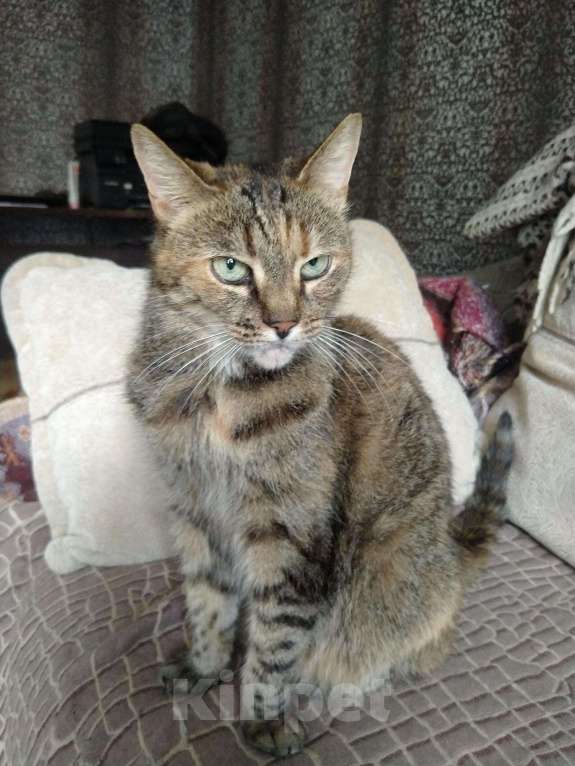 Кошки в Санкт-Петербурге: Кошка в добрые руки Девочка, 10 руб. - фото 3