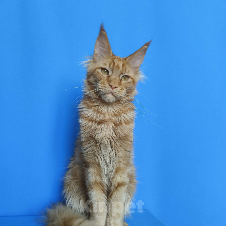 Кошки в Москве: Котёнок Мейн - Кун из питомника Мальчик Мальчик, 60 000 руб. - фото 2