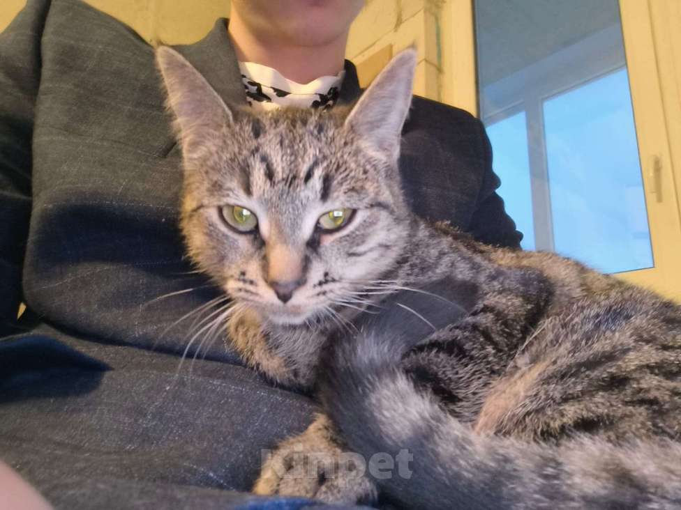 Кошки в Санкт-Петербурге: Срочно!!! Отдам в Добрые руки! Девочка, Бесплатно - фото 9