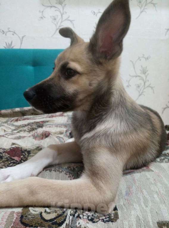 Собаки в Перми: Щенок лайки бесплатно Девочка, Бесплатно - фото 1