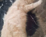 Кошки в Майкопе: Котята Мальчик, Бесплатно - фото 2