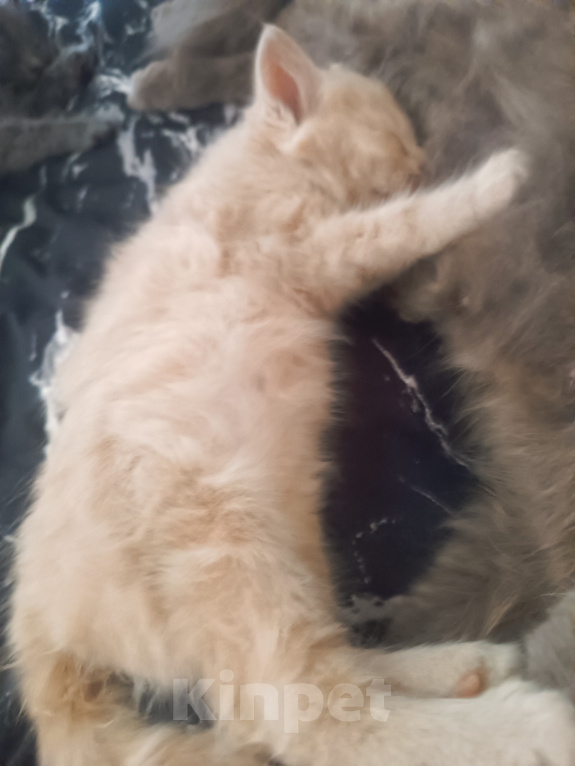 Кошки в Майкопе: Котята Мальчик, Бесплатно - фото 2