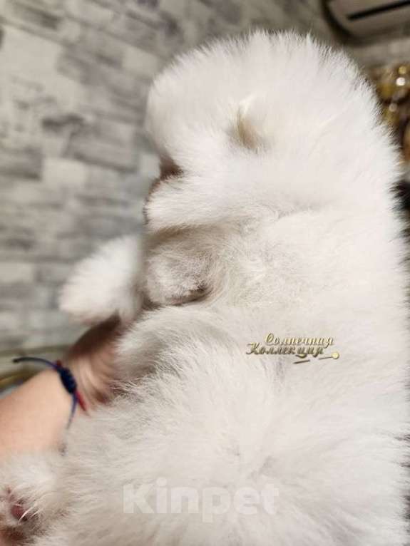 Собаки в Москве: Супер мишка 100% померанский шпиц мини Мальчик, Бесплатно - фото 2