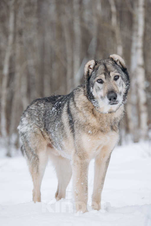 Собаки в Москве: Собака-компаньон, добрый мальчик в поисках семьи Мальчик, Бесплатно - фото 3
