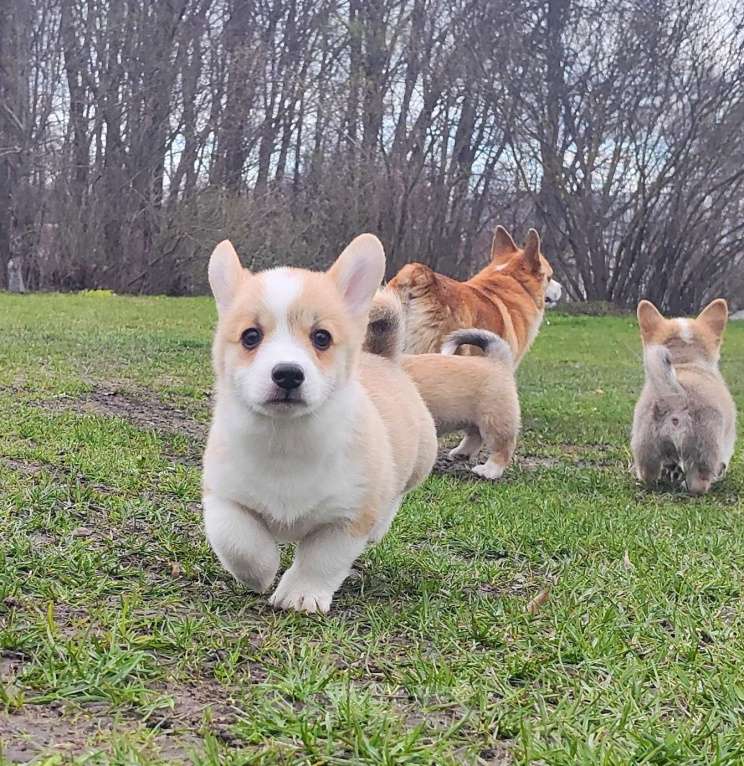 Собаки в Мценске: Девочка Дора Лайт Девочка, 50 000 руб. - фото 2