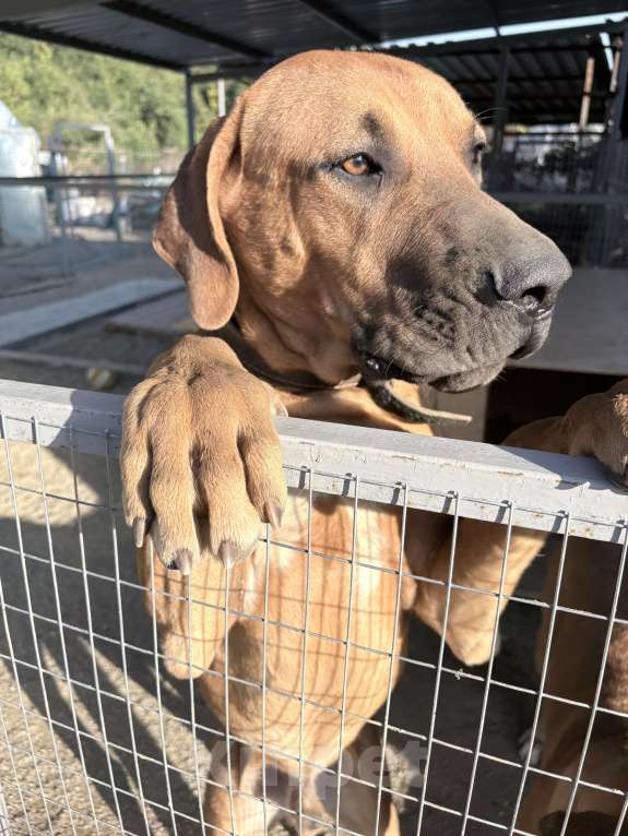 Собаки в Курганинске: В продаже прекрасный щенок тосы-ину Мальчик, Бесплатно - фото 2