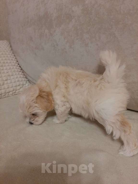 Собаки в Ростове-на-Дону: Мальтипу щенки Мальчик, 50 000 руб. - фото 2