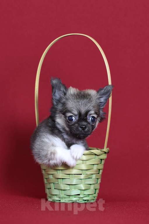 Собаки в Курске: Щенок чихуахуа Мальчик, Бесплатно - фото 2