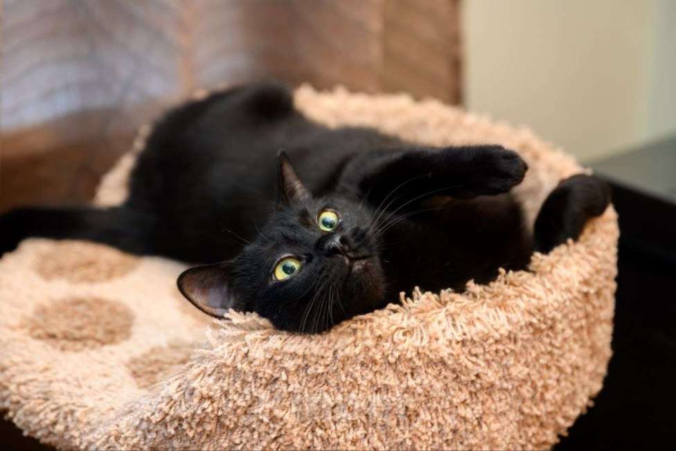 Кошки в Москве: Черная кошечка в добрые руки Девочка, Бесплатно - фото 1