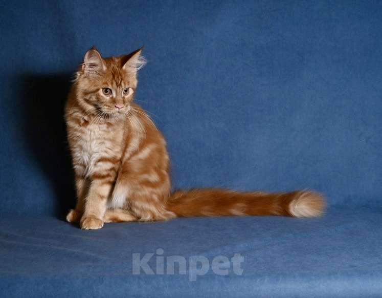 Кошки в Саратове: Мейн кун Девочка, 50 000 руб. - фото 2