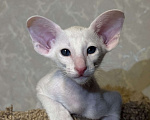 Кошки в Краснодаре: Ориентальные котята ! Девочка, Бесплатно - фото 3