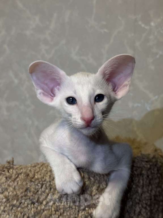 Кошки в Краснодаре: Ориентальные котята ! Девочка, Бесплатно - фото 3
