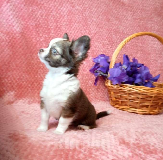 Собаки в Москве: Сука чихуахуа  Девочка, 50 000 руб. - фото 3