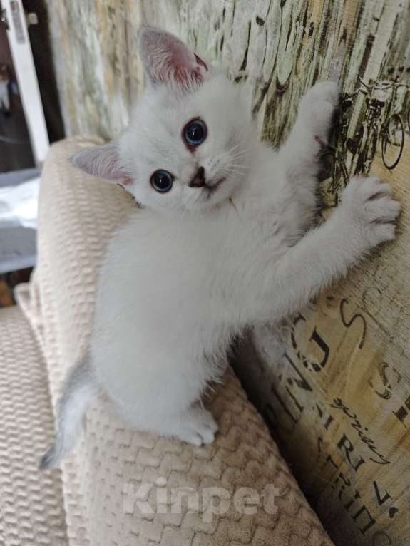 Кошки в Ангарске: Duke мальчик синеглазый колор-поинт Мальчик, Бесплатно - фото 2