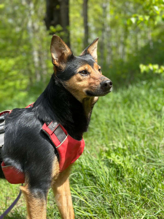 Собаки в Москве: Сигма  Девочка, Бесплатно - фото 6