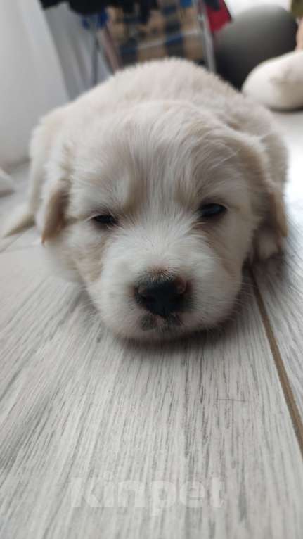 Собаки в Липецке: Бордер колли митис (пушистик) Мальчик, 15 000 руб. - фото 2