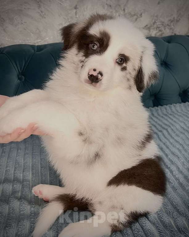 Собаки в Ростове-на-Дону: Щенок Девочка, 60 000 руб. - фото 6