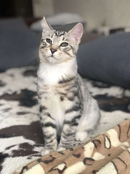 Котик короткошерстный