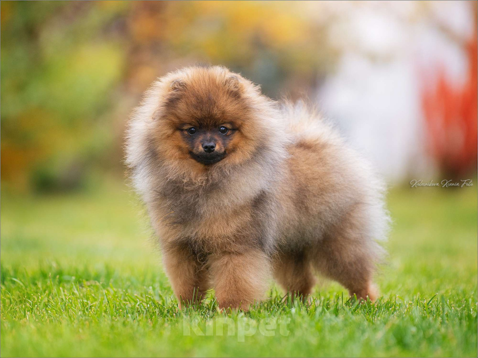 Собаки в Самаре: Мальчик красавчик Мальчик, Бесплатно - фото 3
